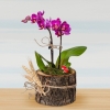 Kütükte Pembe Orkide