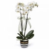 Beyazz orkide